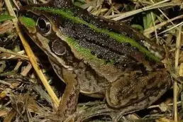 frog promises solution to muscle atrophy