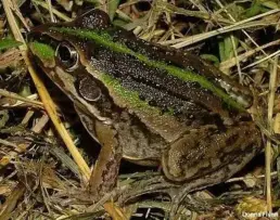 frog promises solution to muscle atrophy