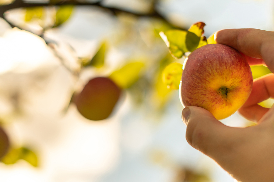 Seasonal Exercise Apple Picking